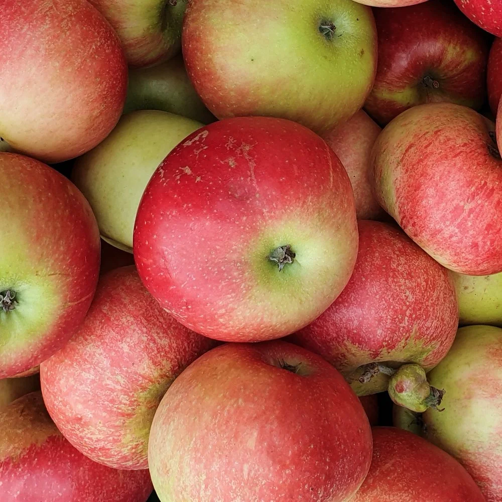 Discovery apples