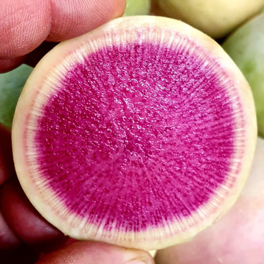 Red Meat radish