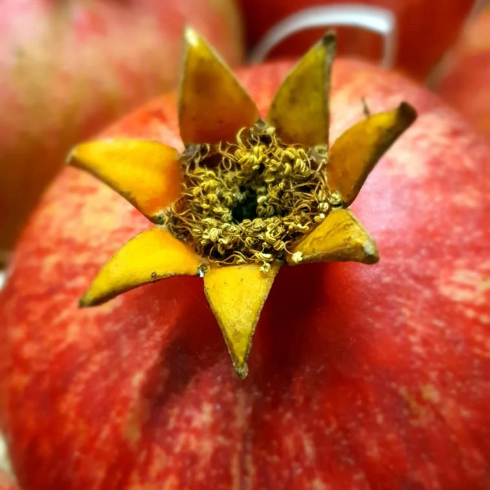 Pomegranate