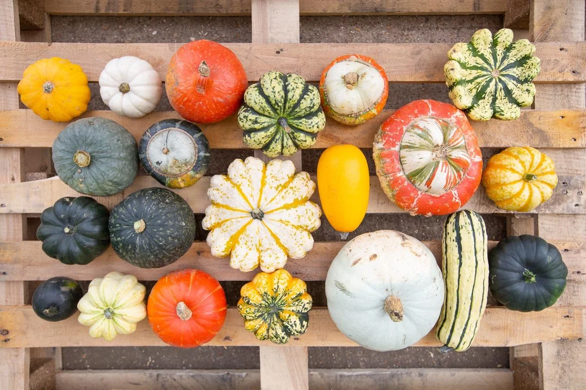 A range of squash varieties