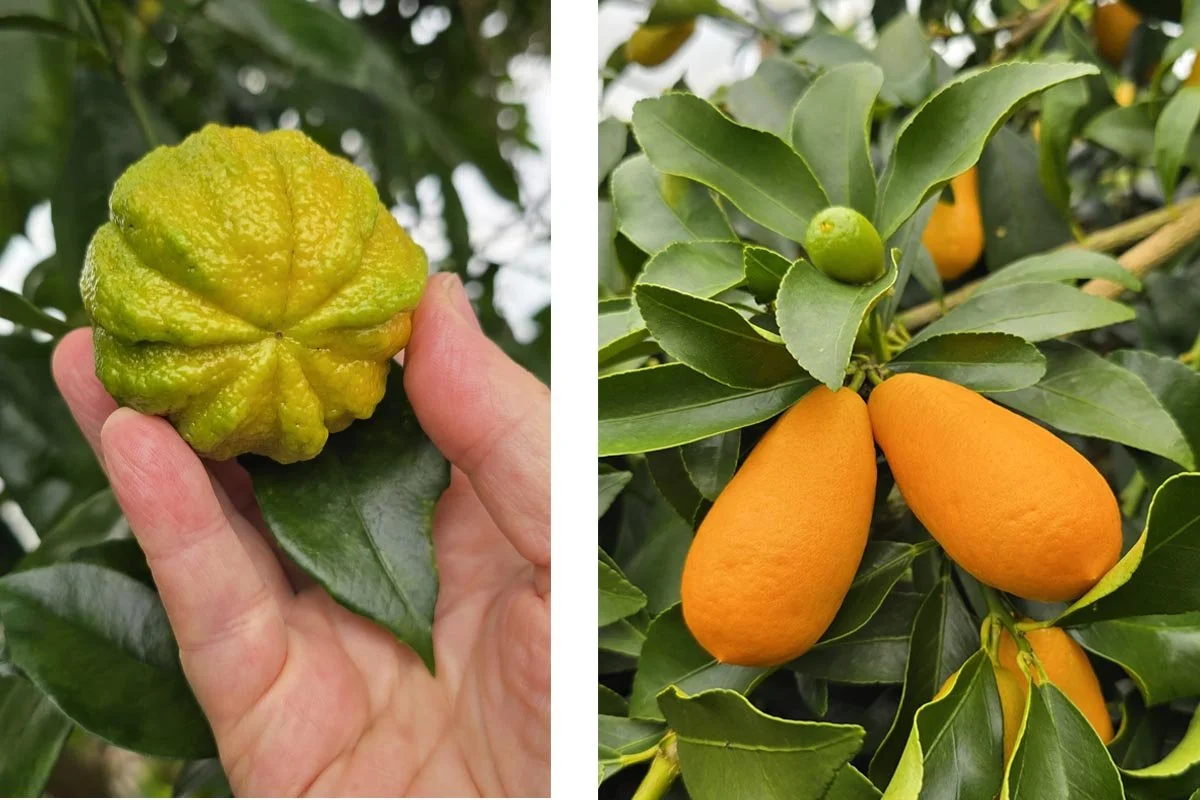 Rare varieties of citrus
