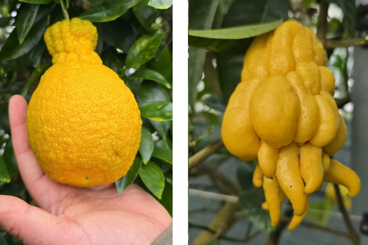 Varieties of rare citrus