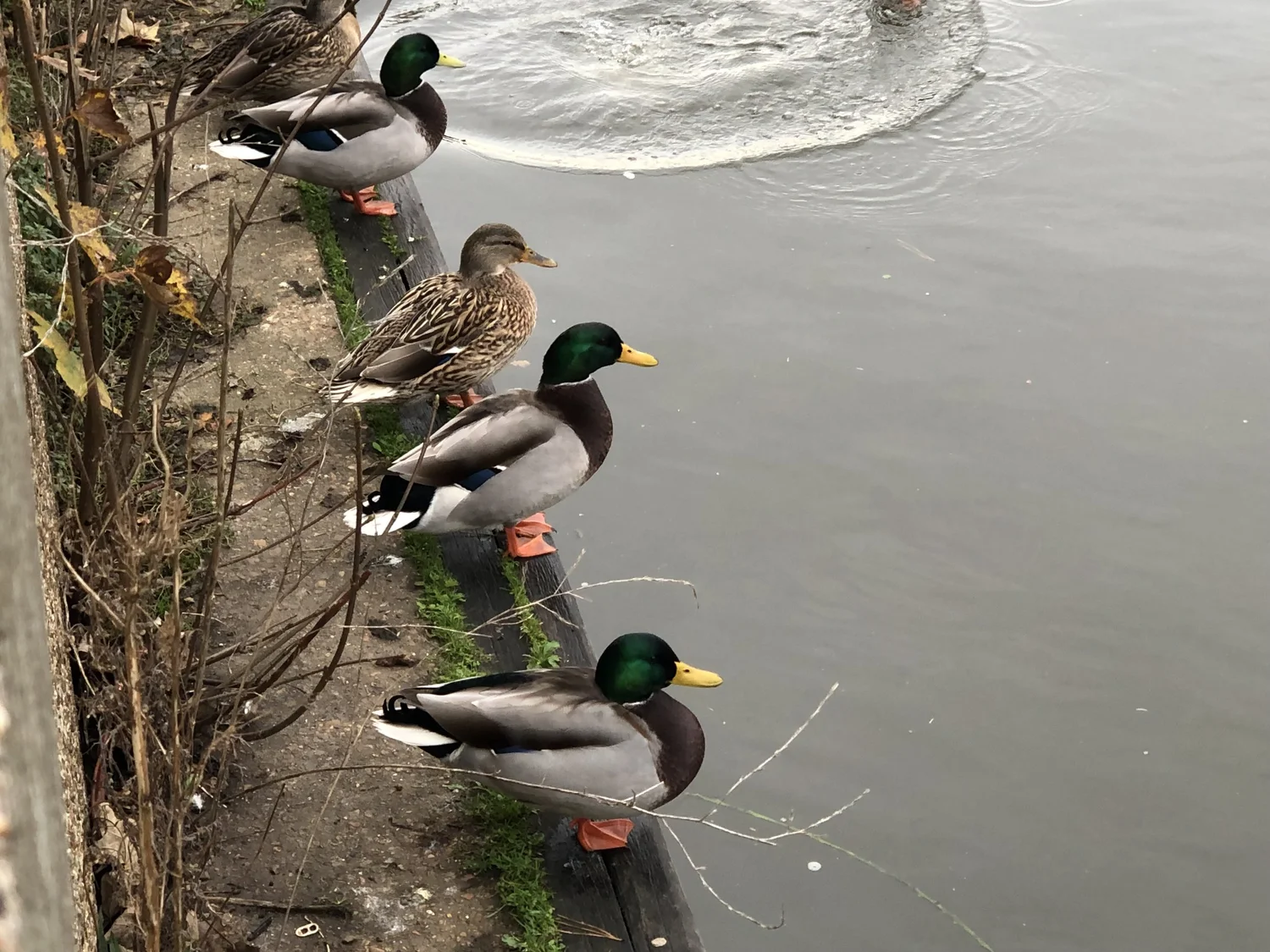Origin stories: ducks in a row/lined up — Suzanne Arnold