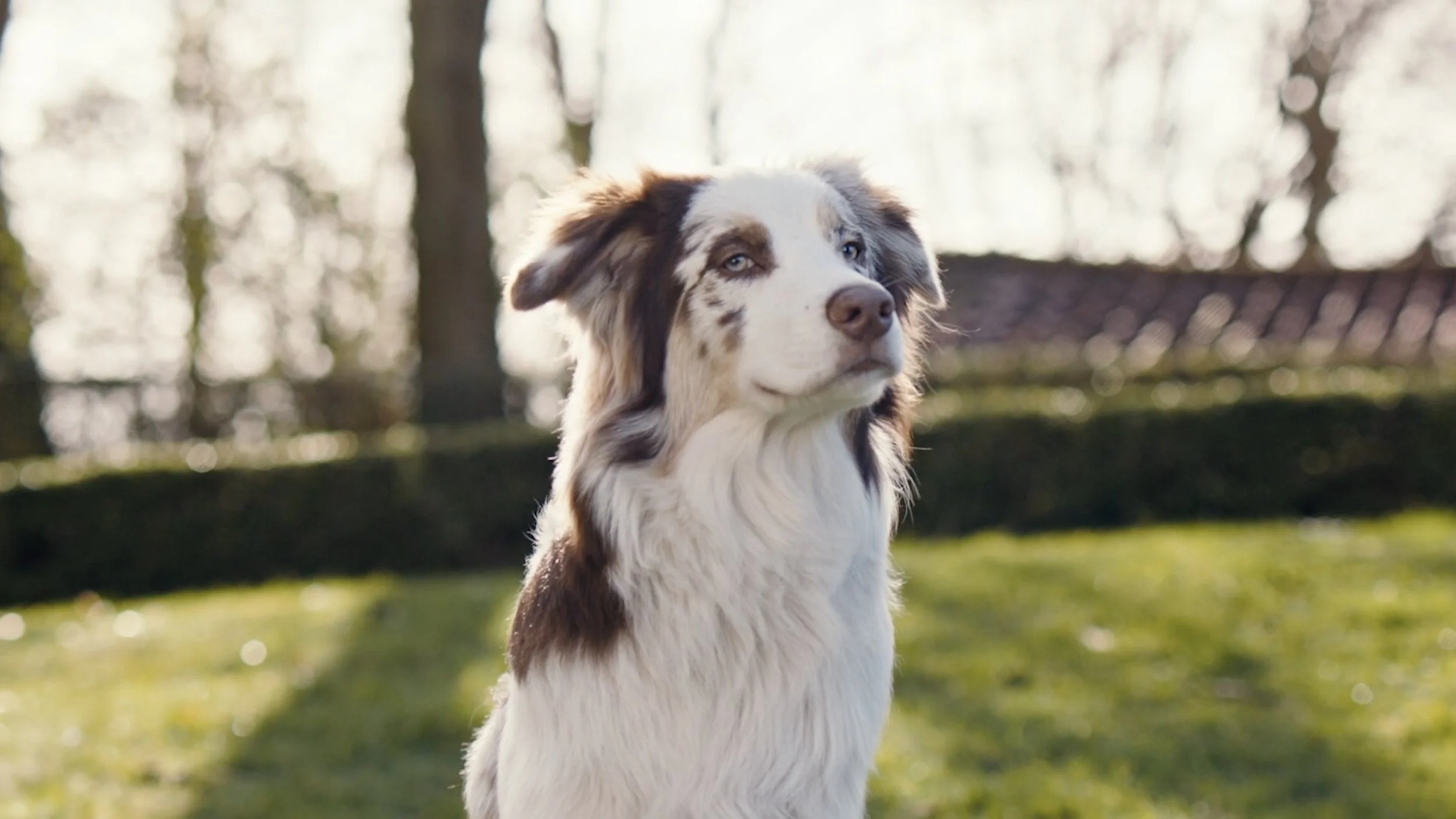 'The Stud' — commercial