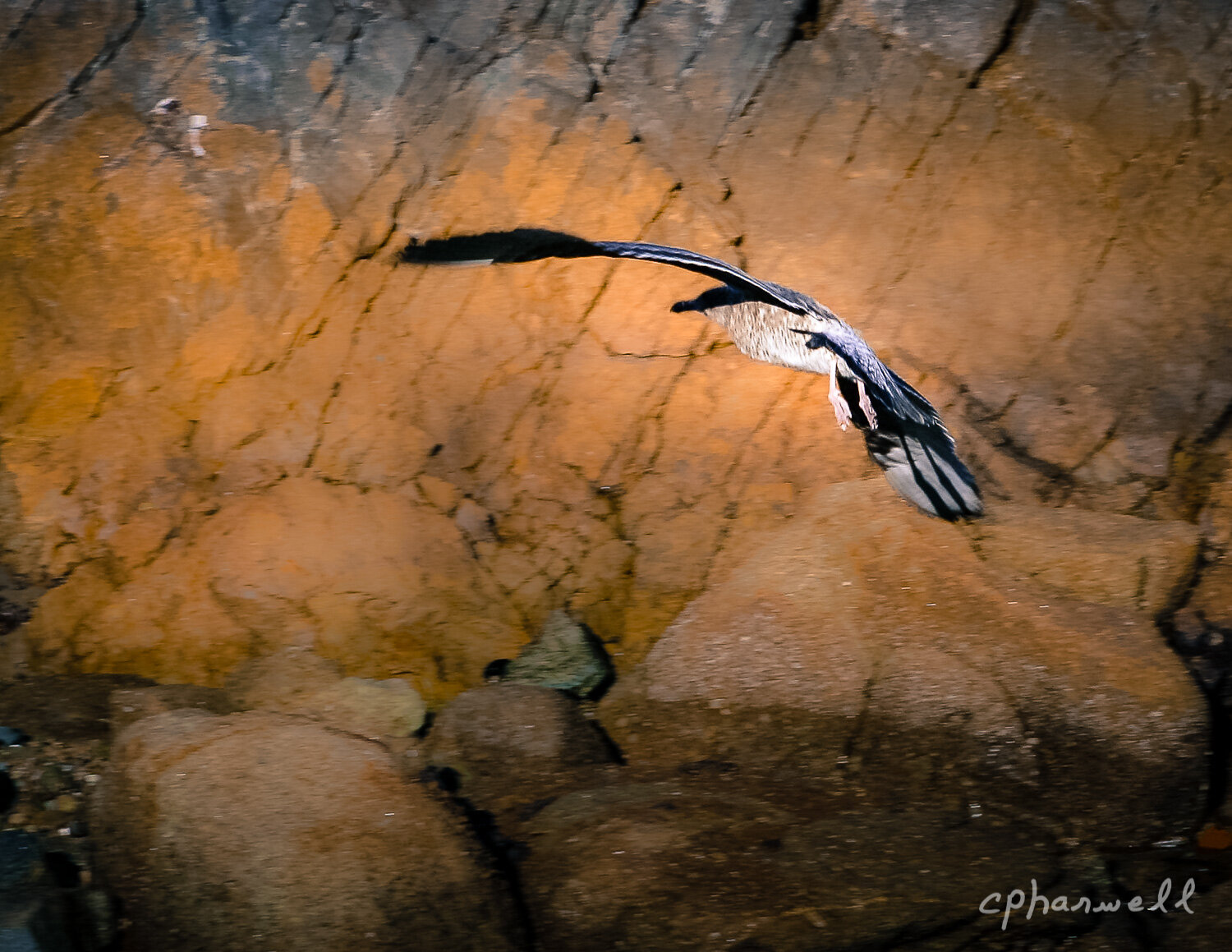 Free Flight - Fine Art Photography