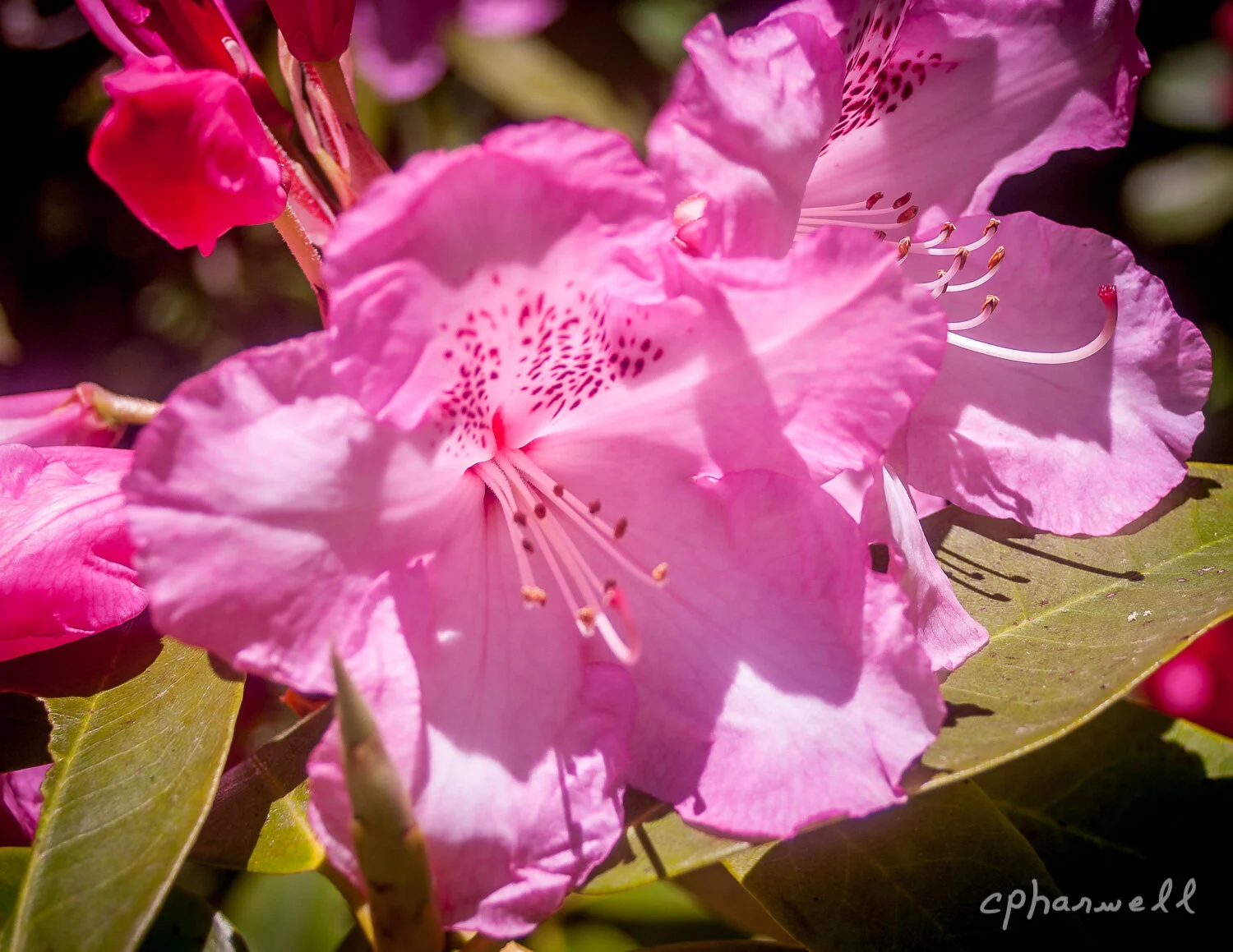 Pink Wonder