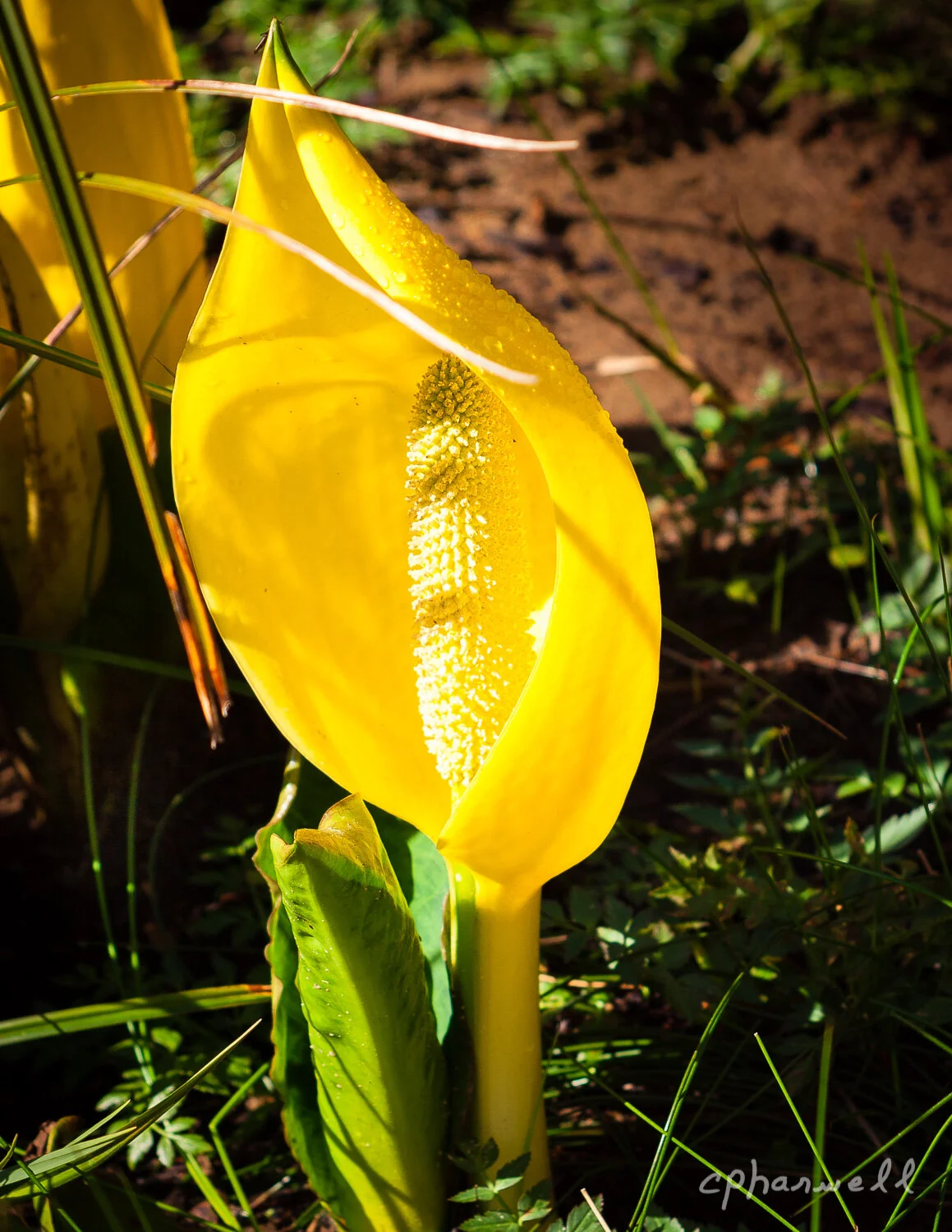 Wild Flower
