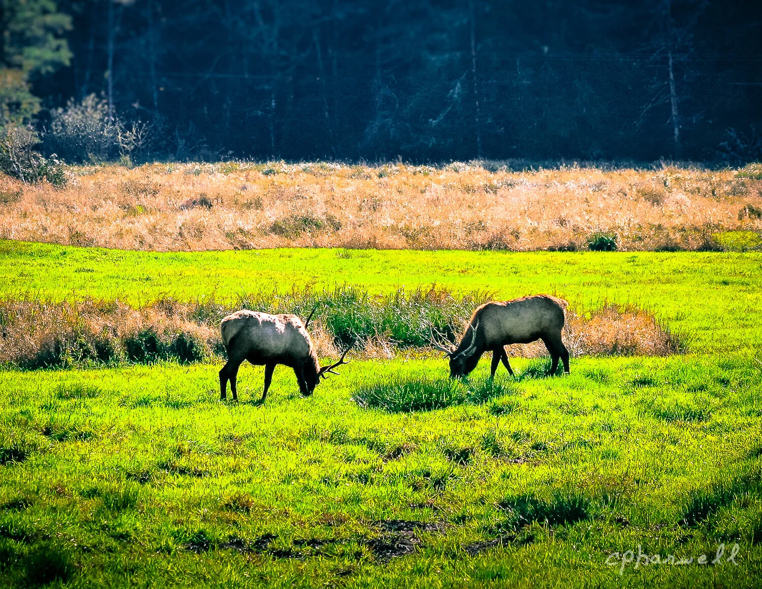 Feed - Fine Art Photography