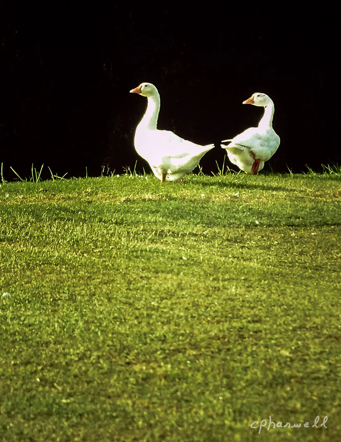 Two Ducks - Fine Art Photography