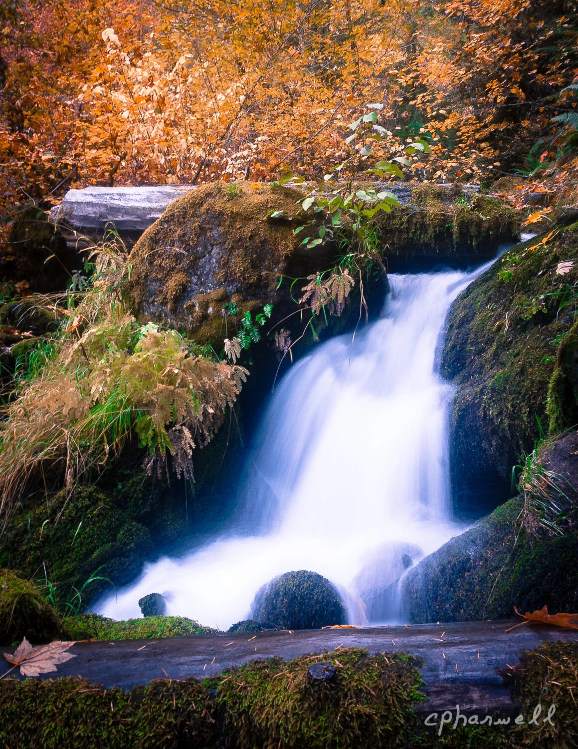 Creamy - Fine Art Photography