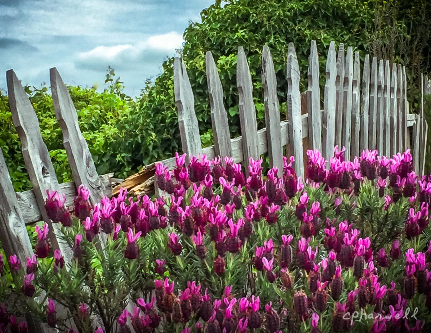 This Side of the Fence