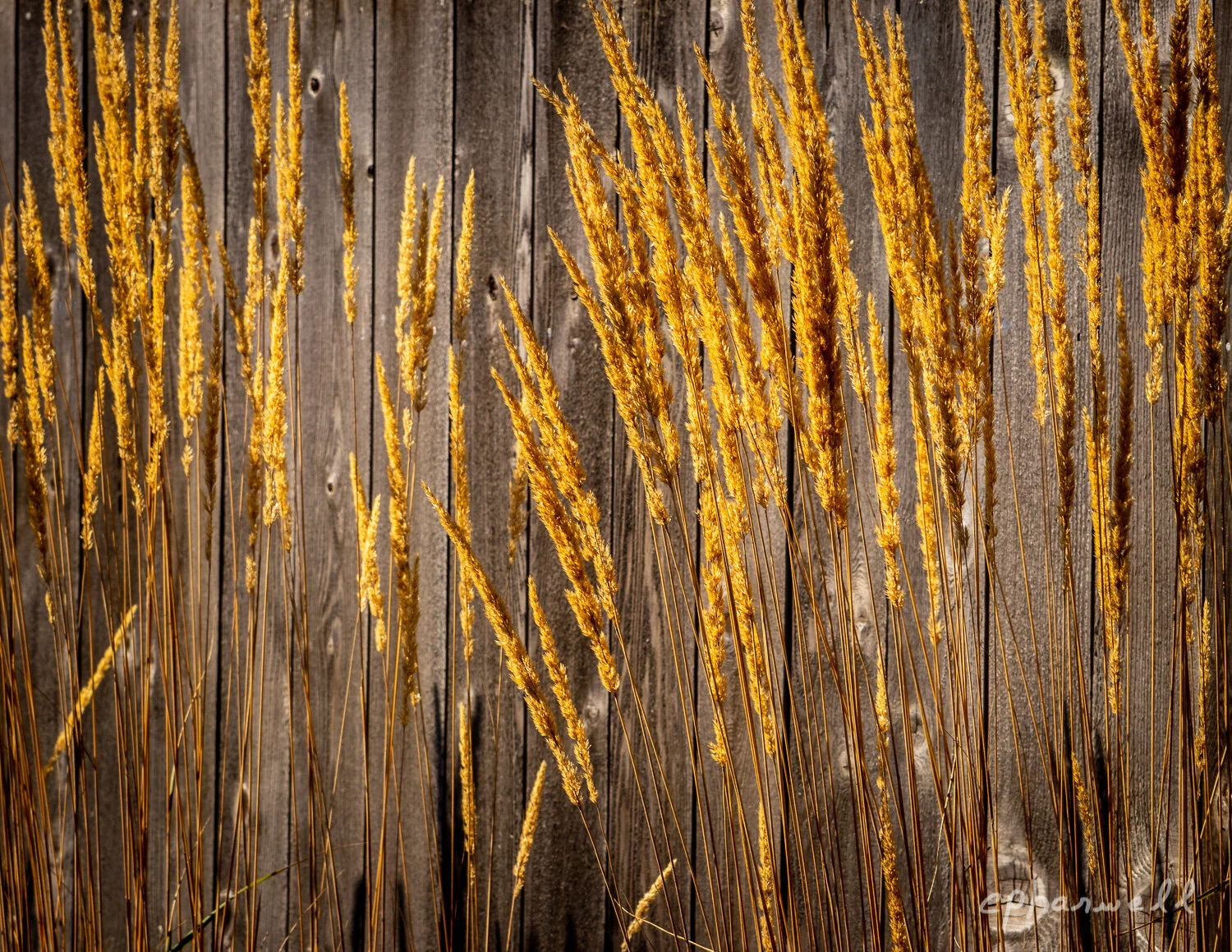 Fall Cat-tails, Fall 2018-1.JPG
