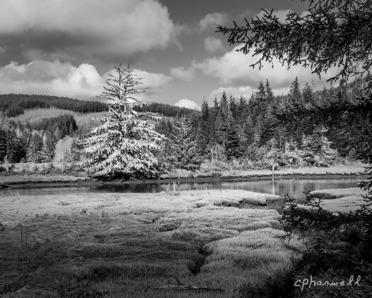 Lone Tree, South of Coos Bay, B&W1 - 2018--12.JPG