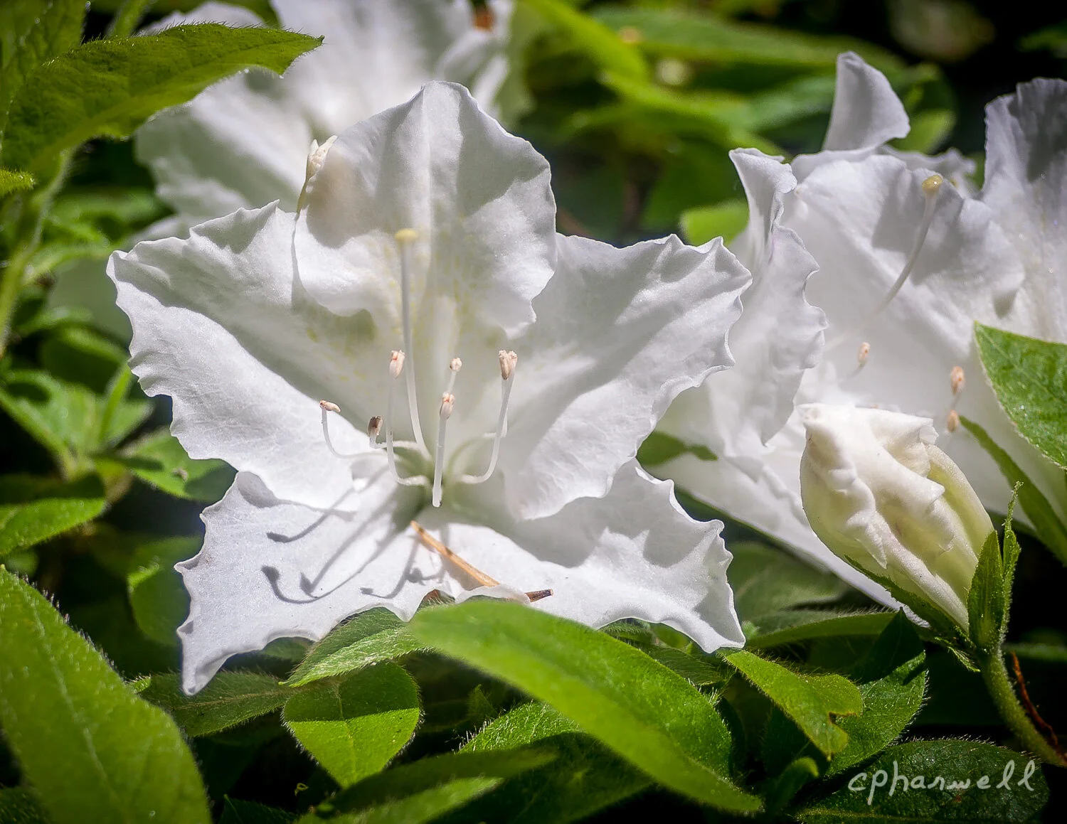 Flowers, Portland, OR - May 2017-6.JPG