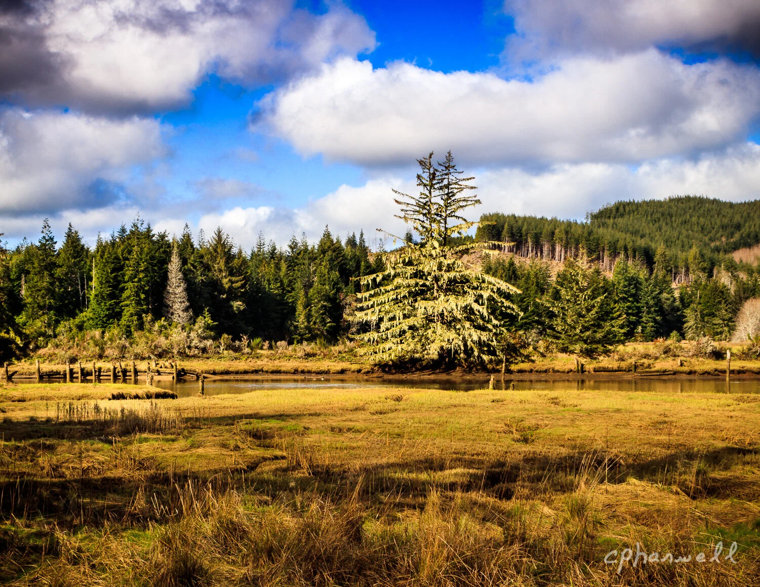 Lone Tree, South of Coos Bay - 2018-4.JPG