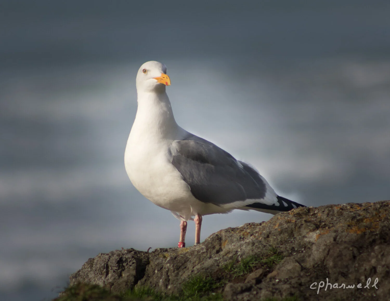 Seagull on Coast-1.JPG