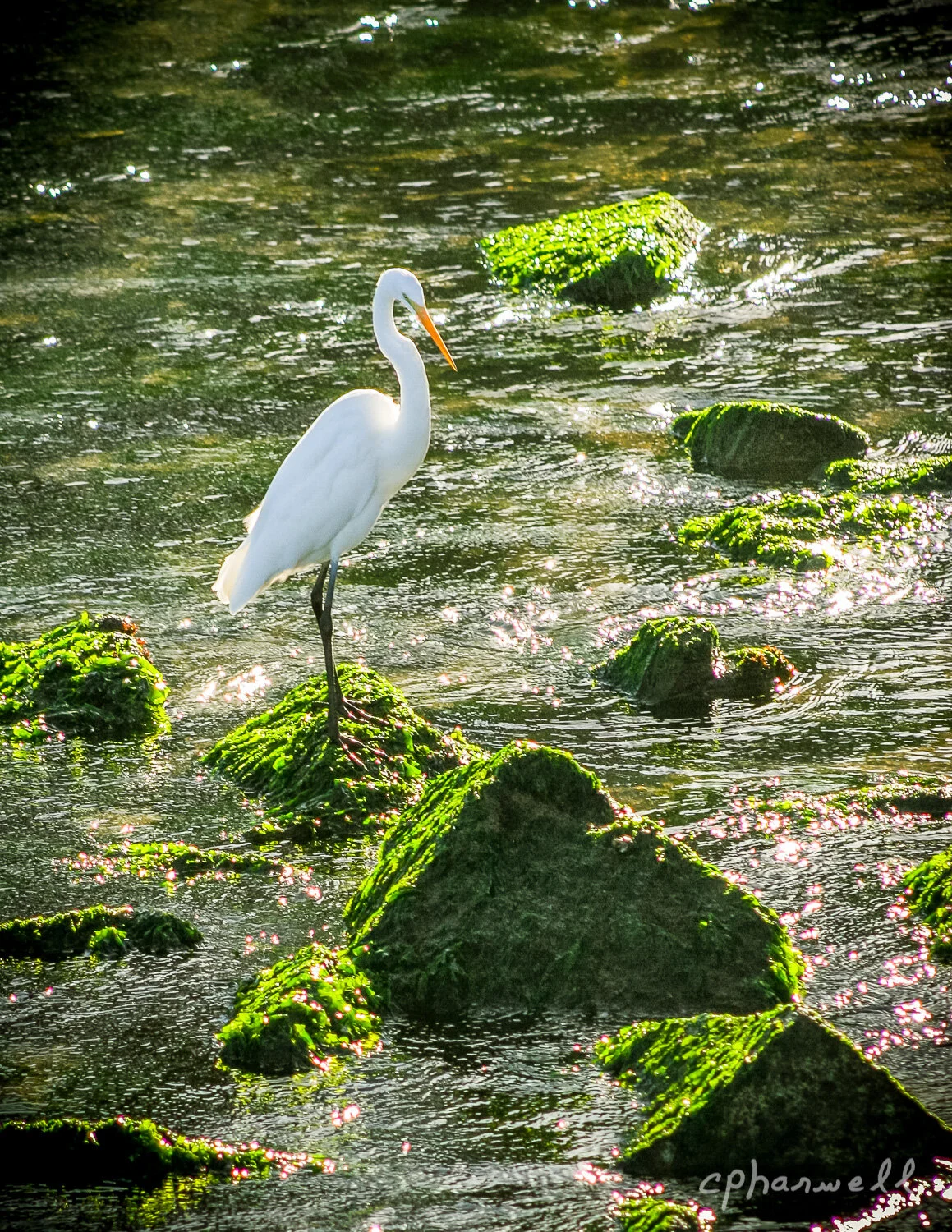 Montery Bay 20150046.JPG