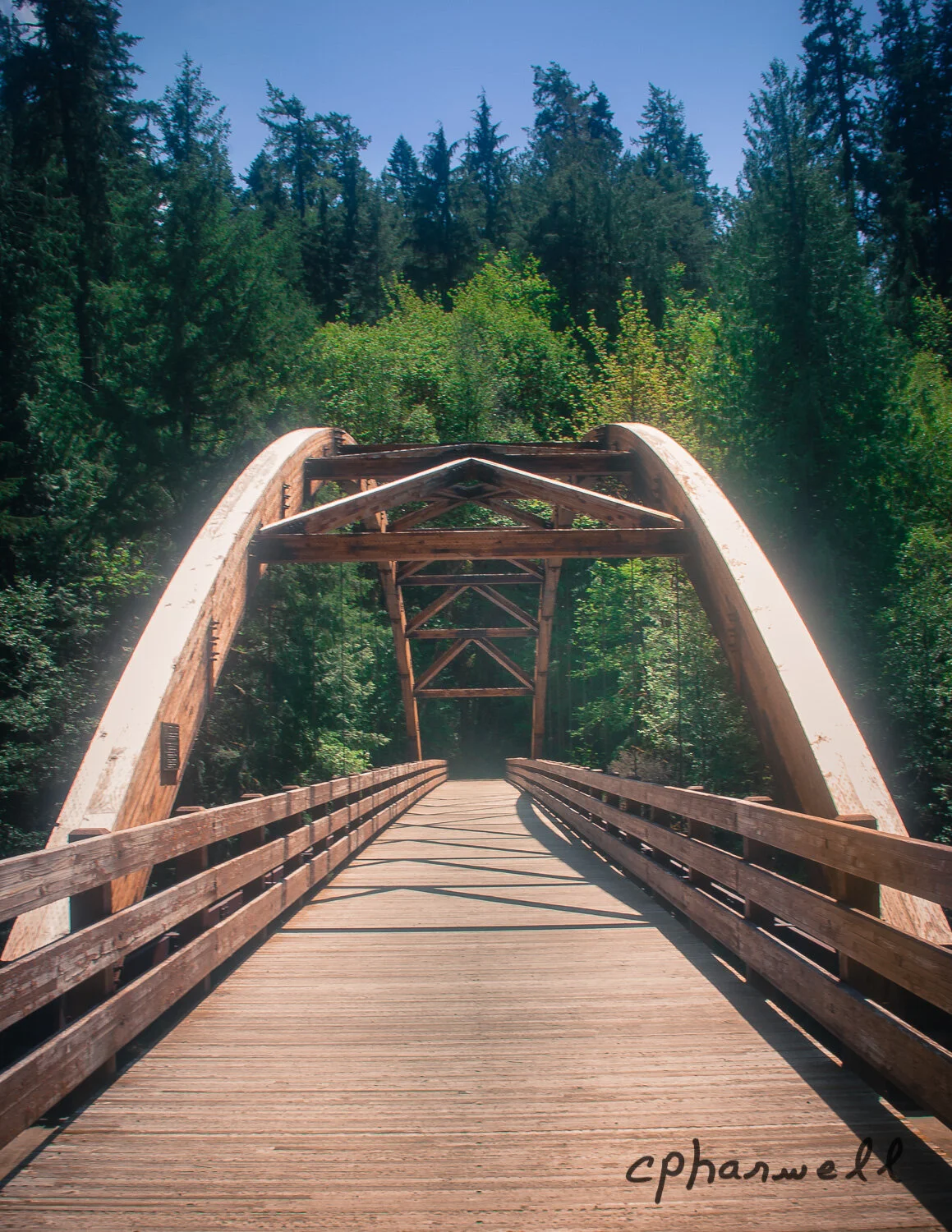 Forest Footbridge