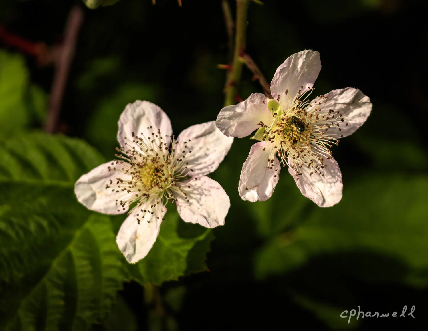 Flowers, South of  Coos Bay OR May 2019-2.JPG