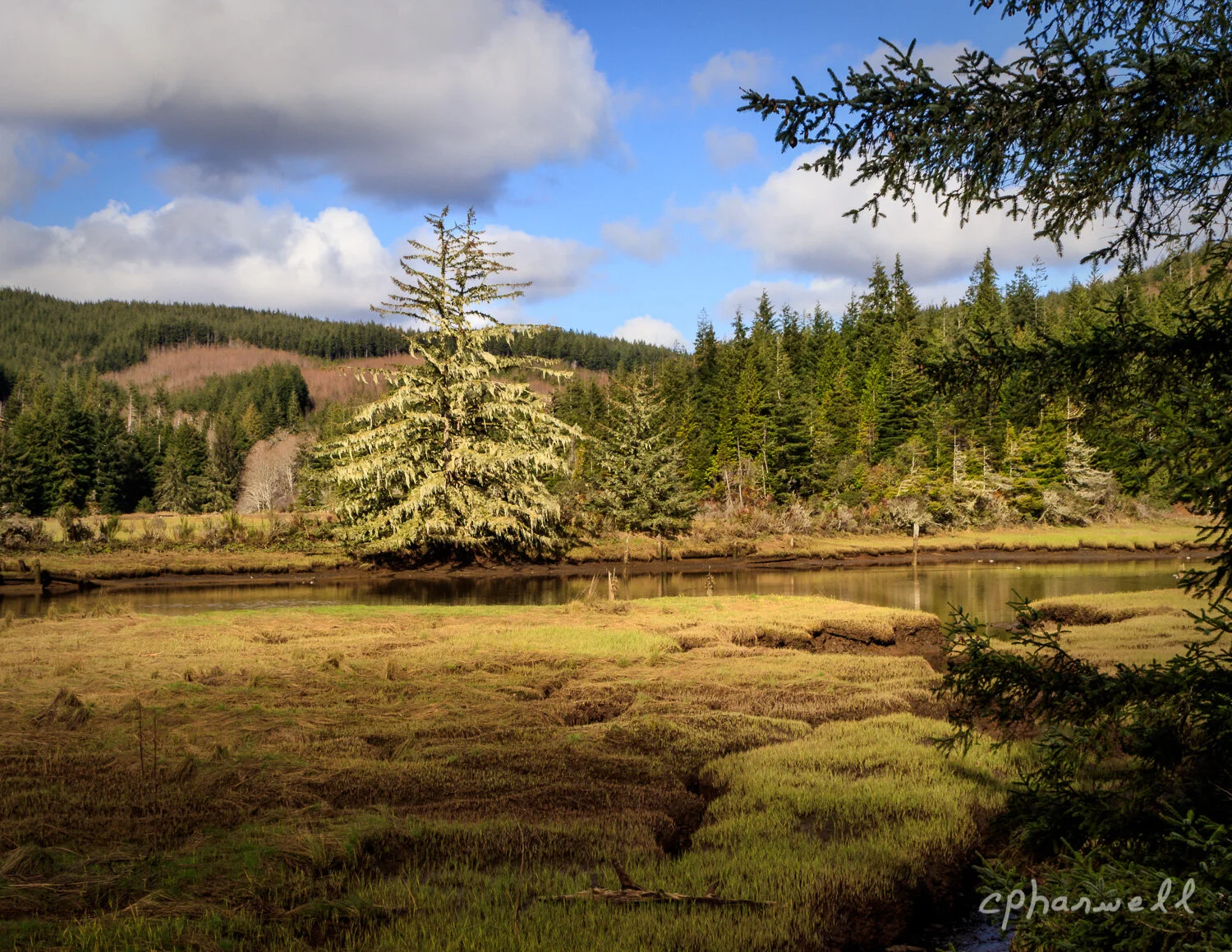 Lone Tree, South of Coos Bay, B&W1 - 2018--12.JPG