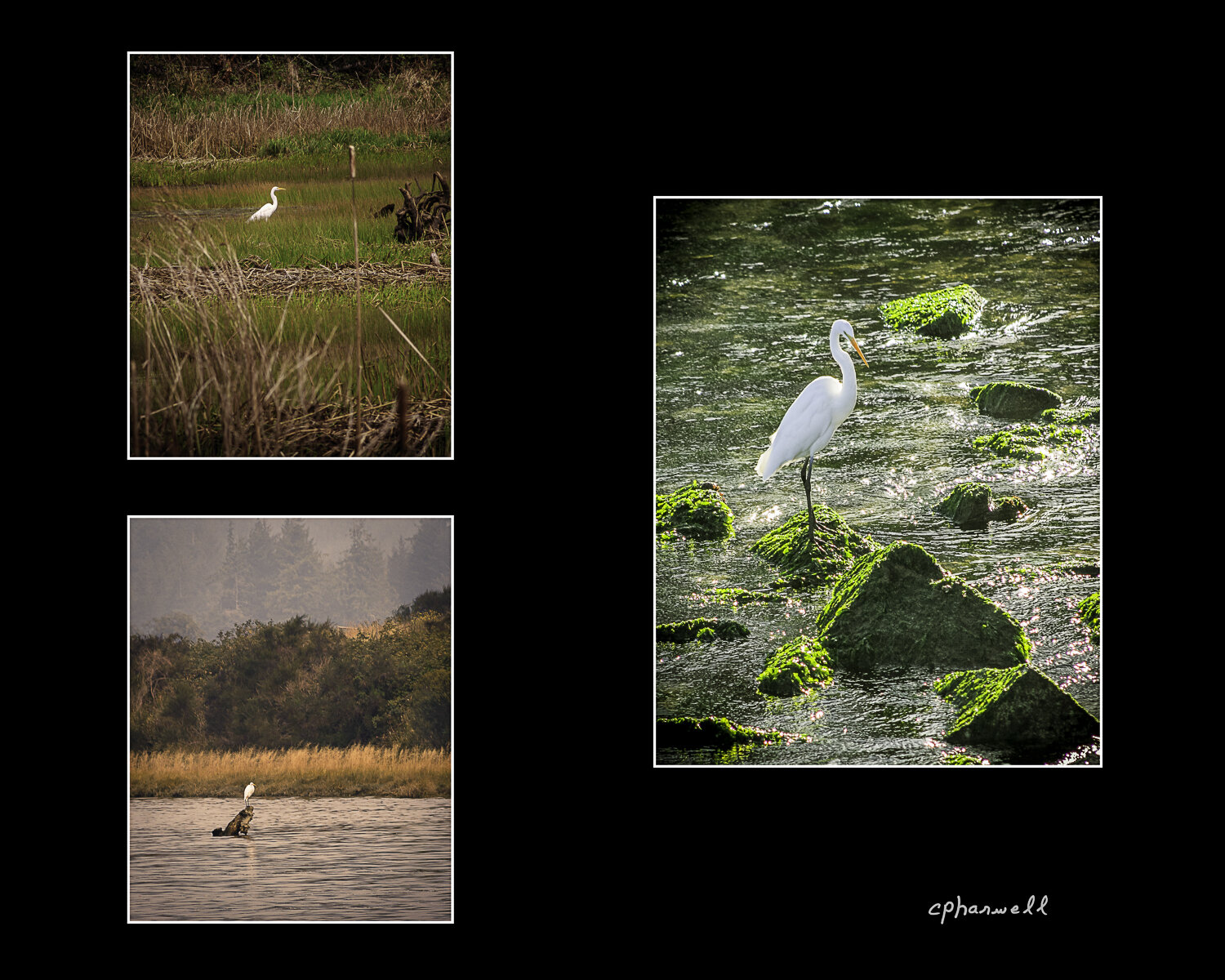 Egret Collection