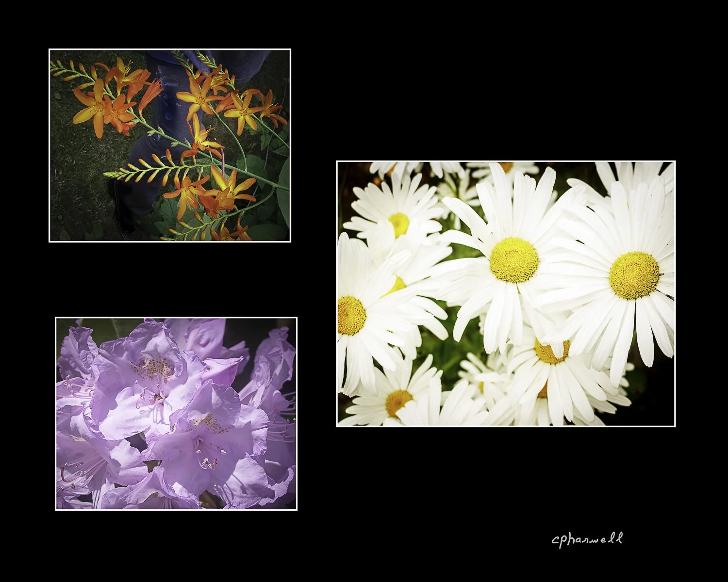 Flower Collection