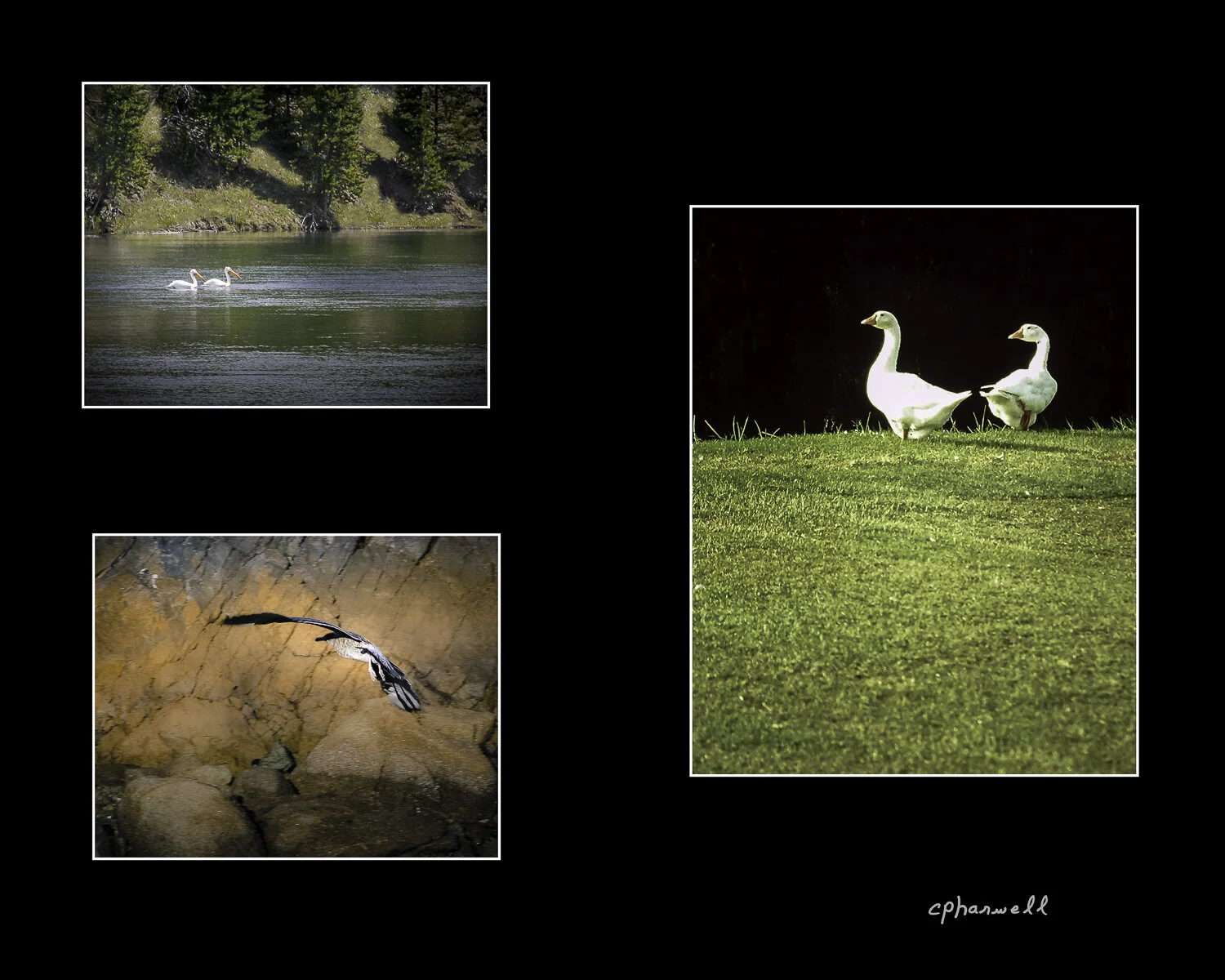 Waterfowl Collection 2020.JPG