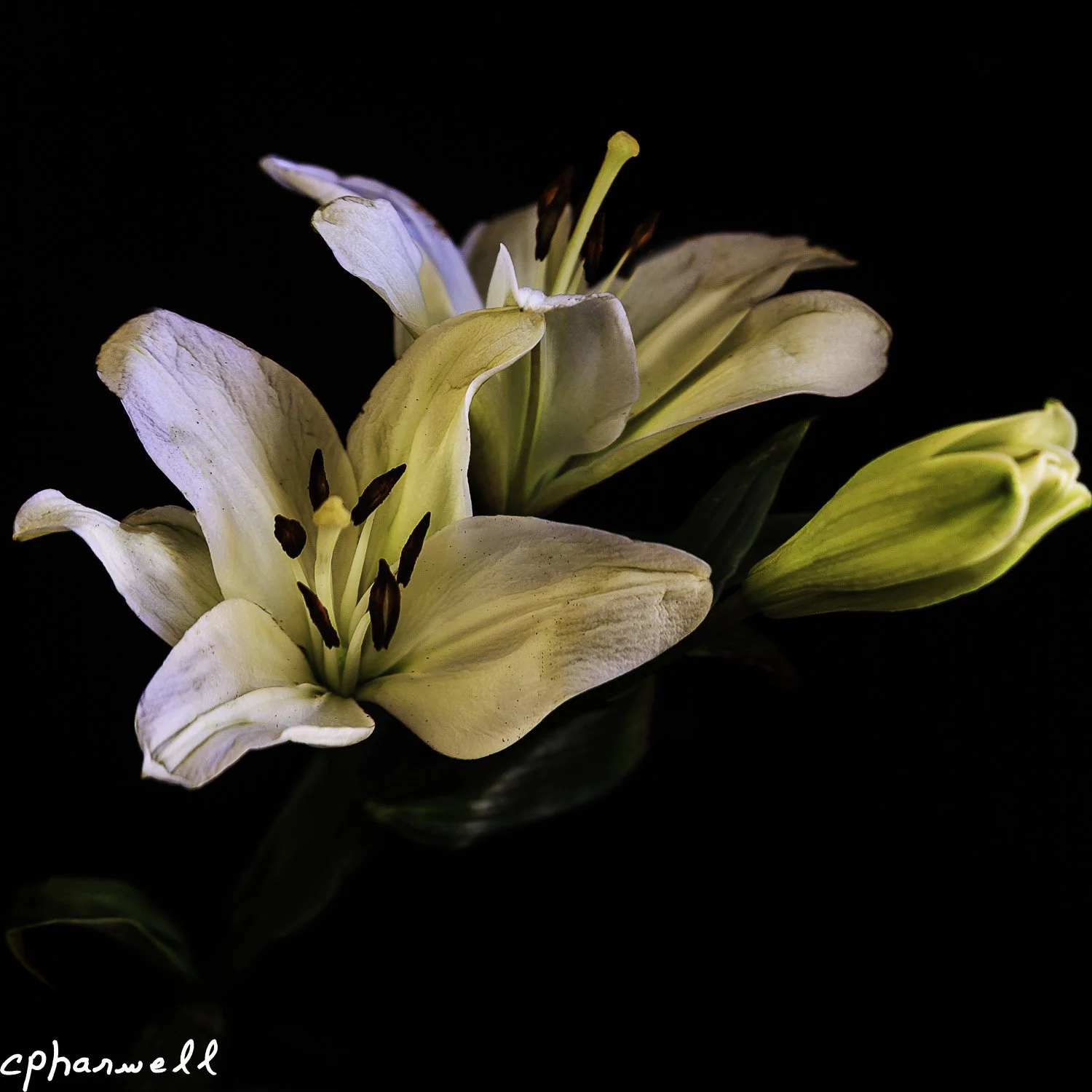 Delicate