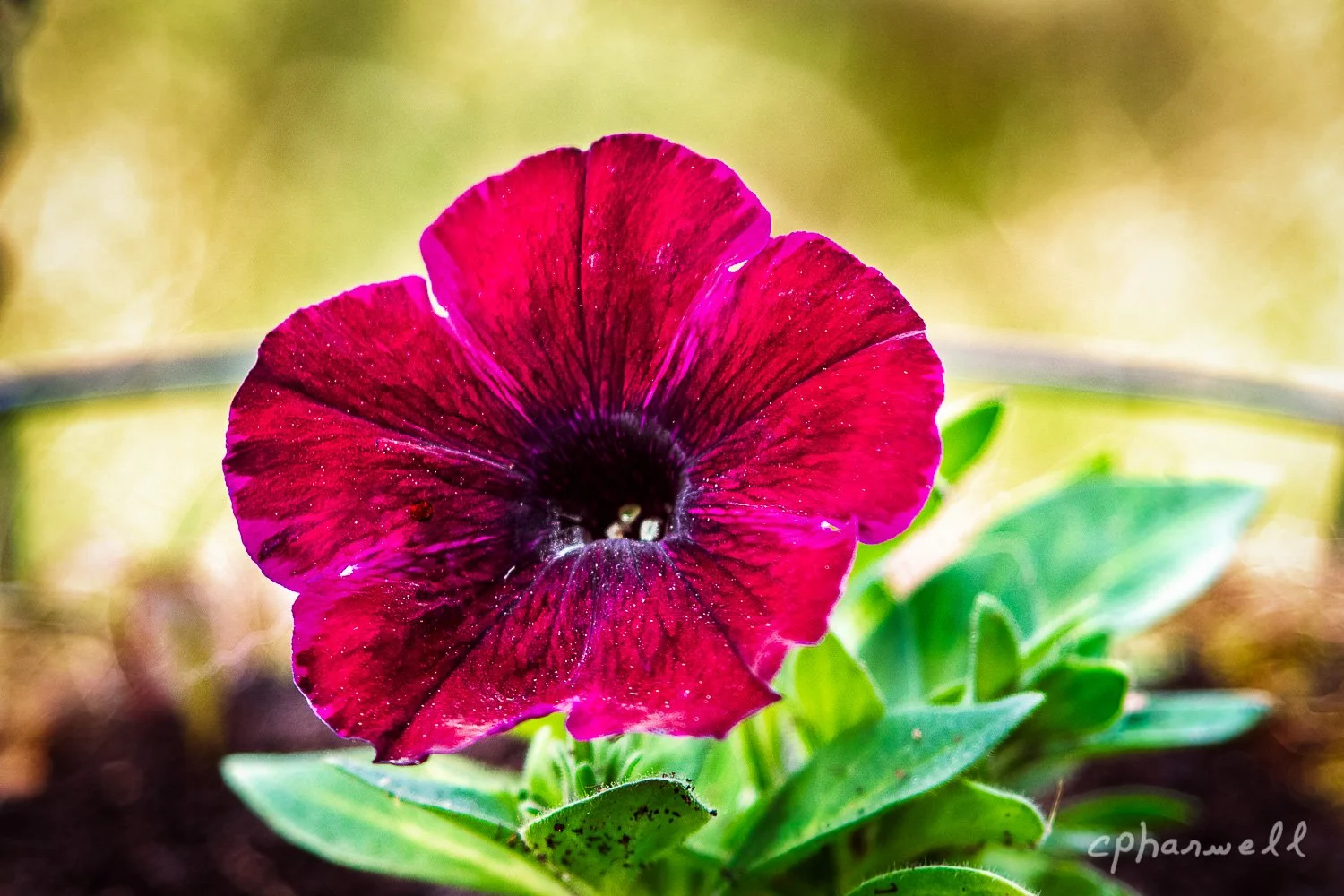 Edited In Photoshop305.JPG