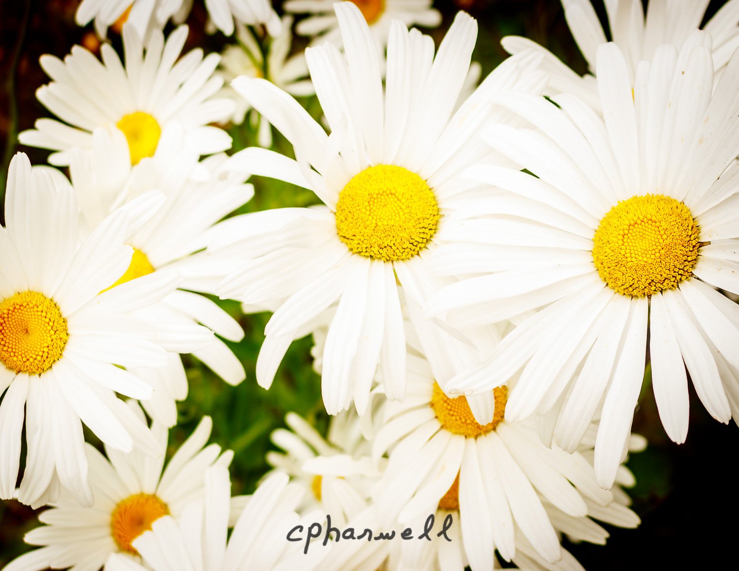 Daisy