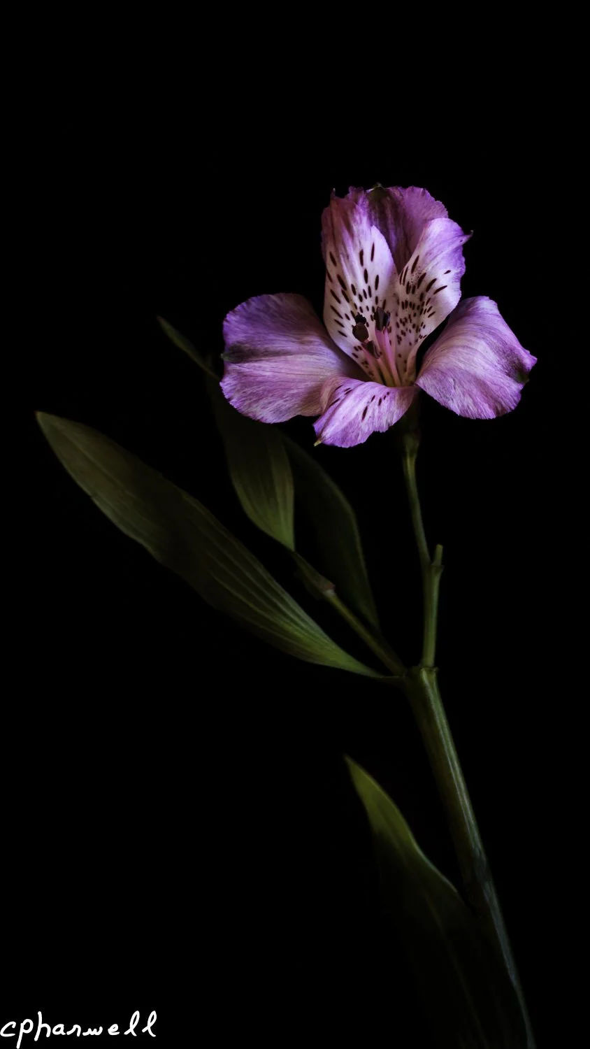 Low Key Flowers-6-Edit.jpg