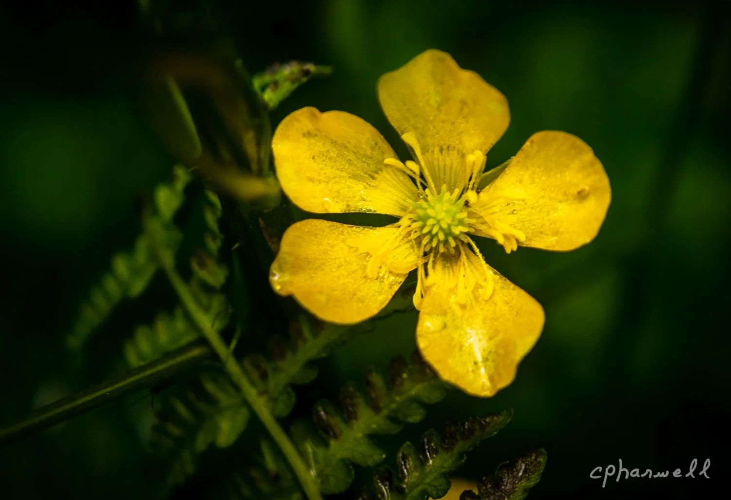Sweet Creek Trail, Flora and Fauna, OR June 2019-3.JPG