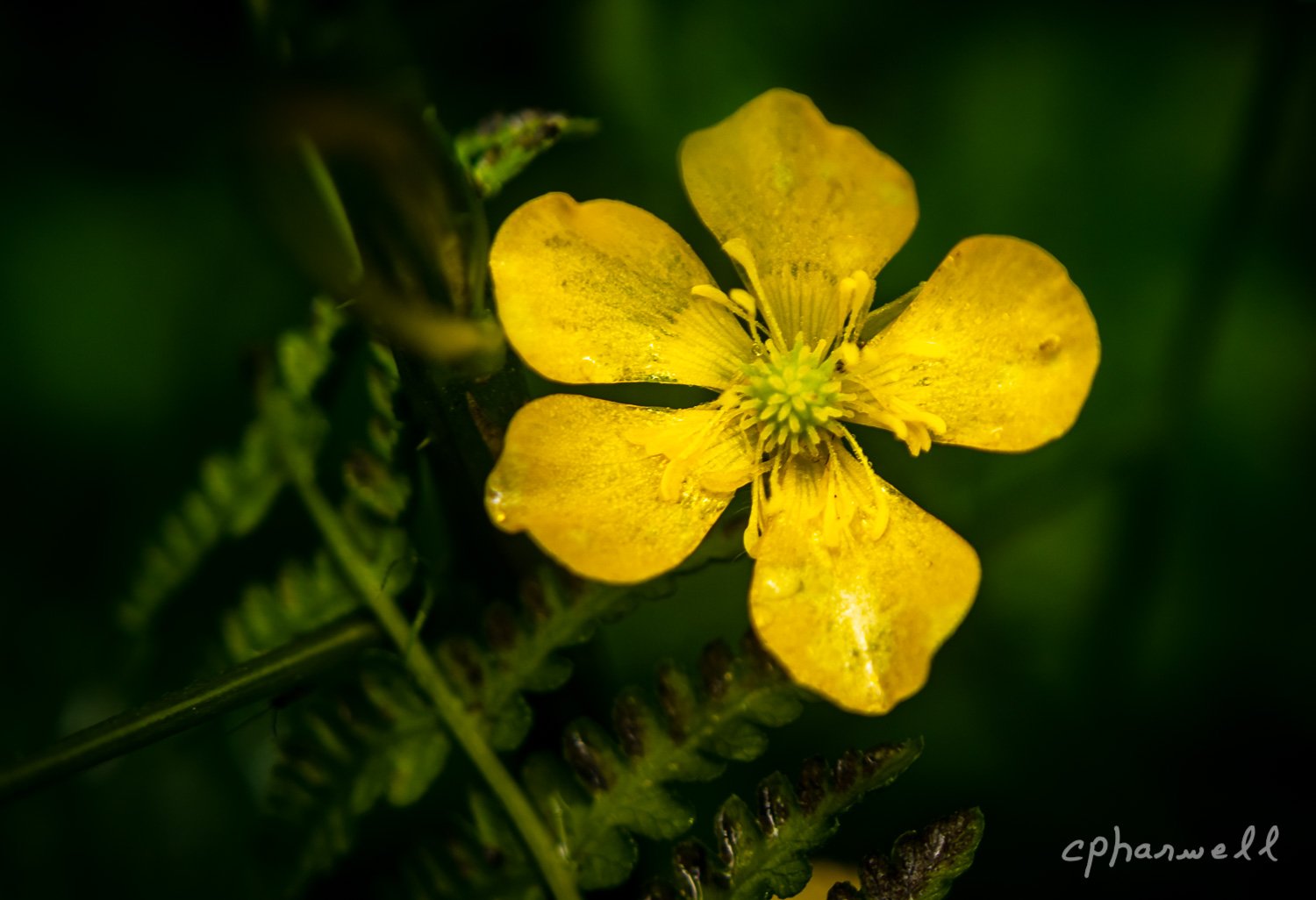 Yellow on Green