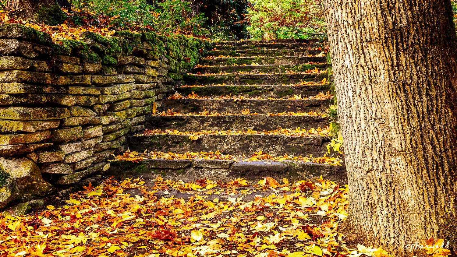 Steps in Lithia Park, Ashland, Oregon-1-89-2.jpg