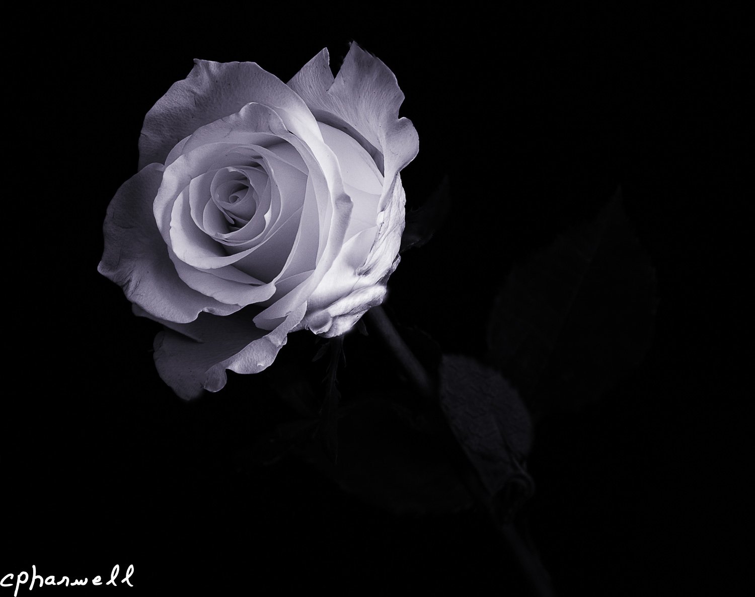 Low Key White Rose OZ_2_K BW.jpg