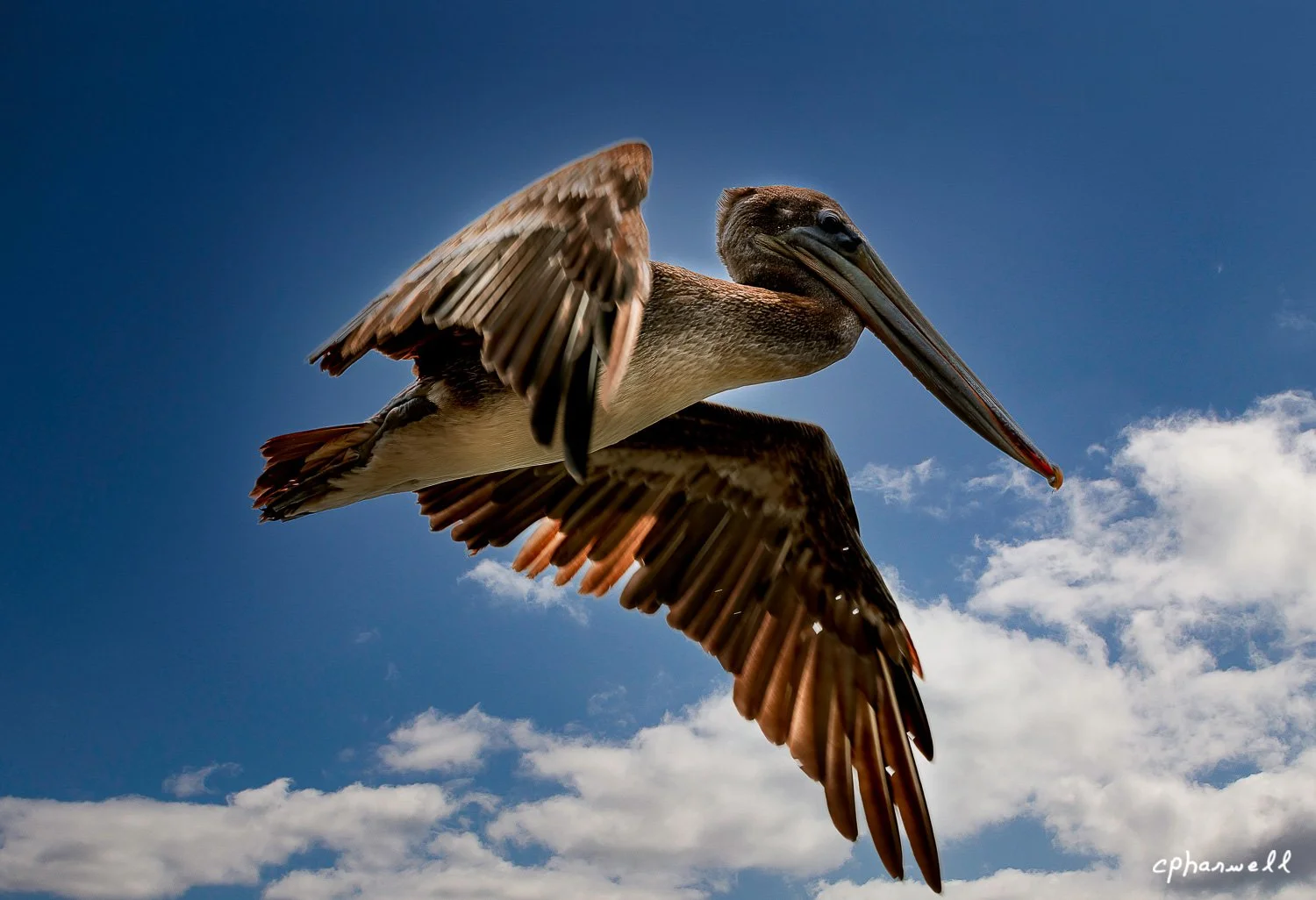 Pelican