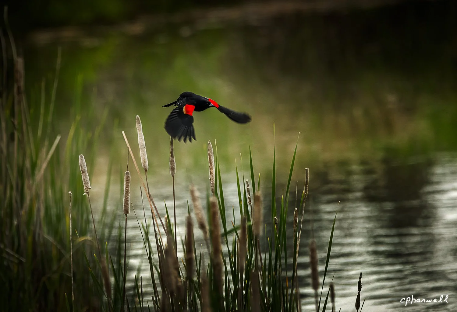 Redwing