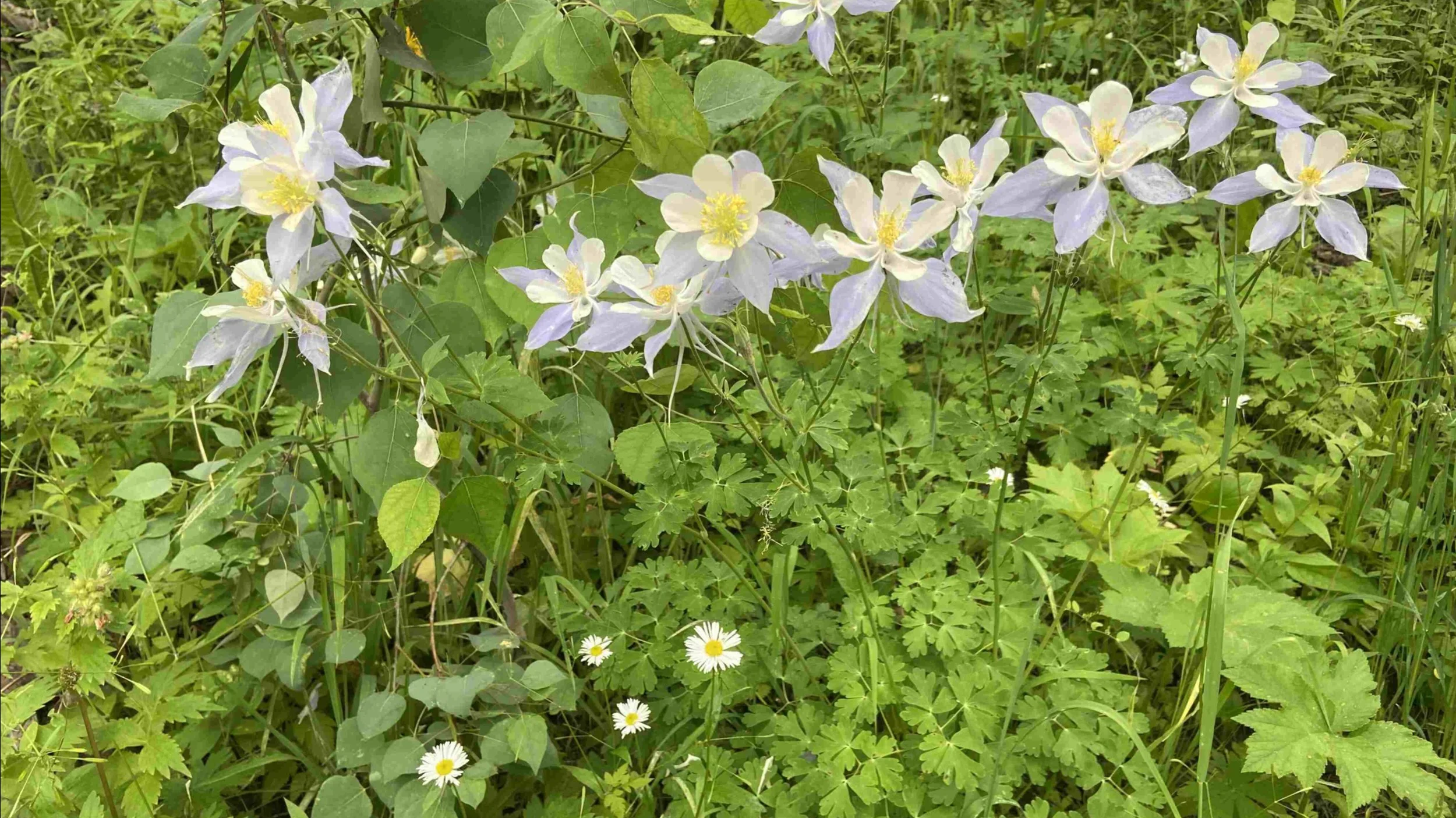 "Love and Positive Energy are Flowing out of My Body!"