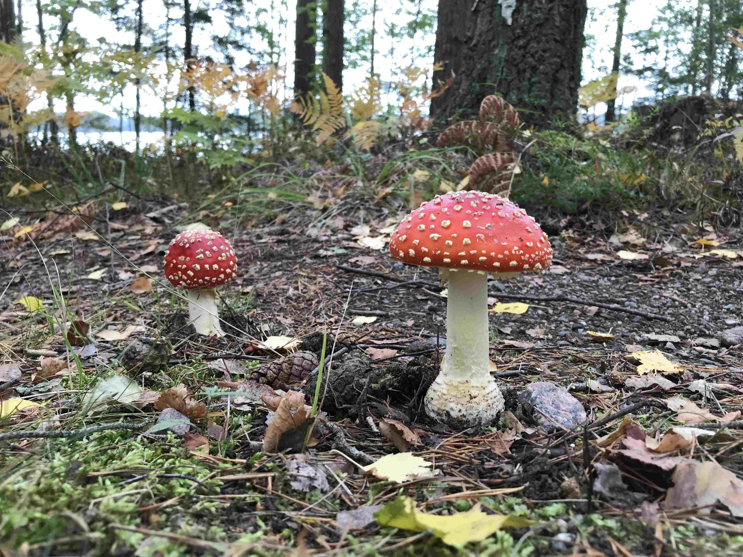 How Does Plant Medicine Help You Reach Your Goals?