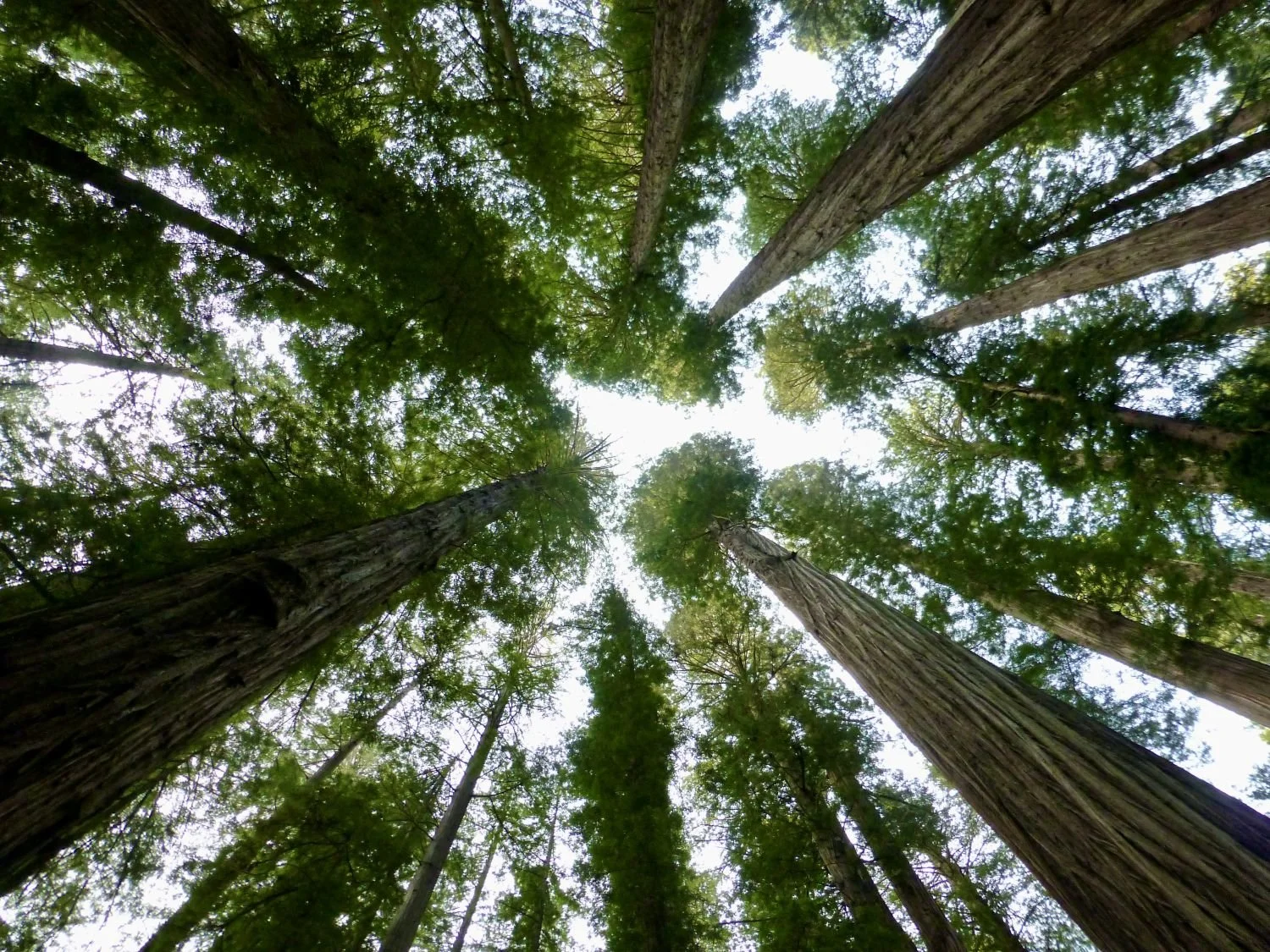 What is Family Constellations?