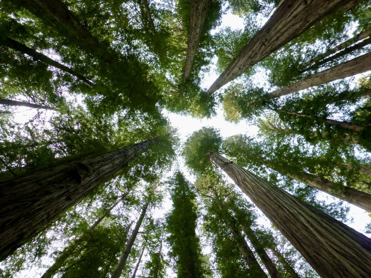 Redwood trees
