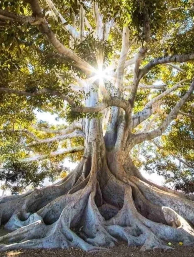 What is Family Constellations?
