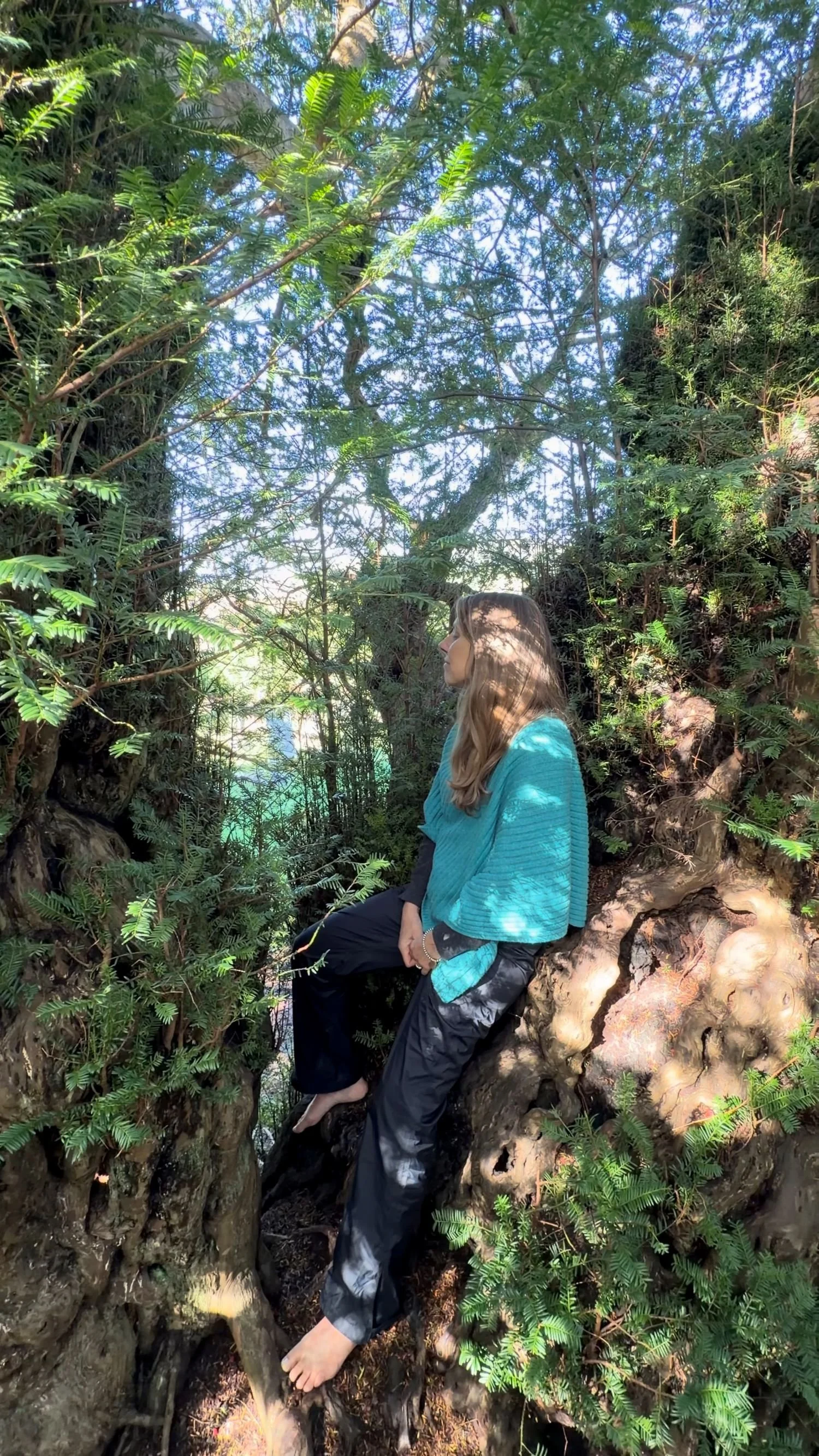 Julie in yew tree in Wales