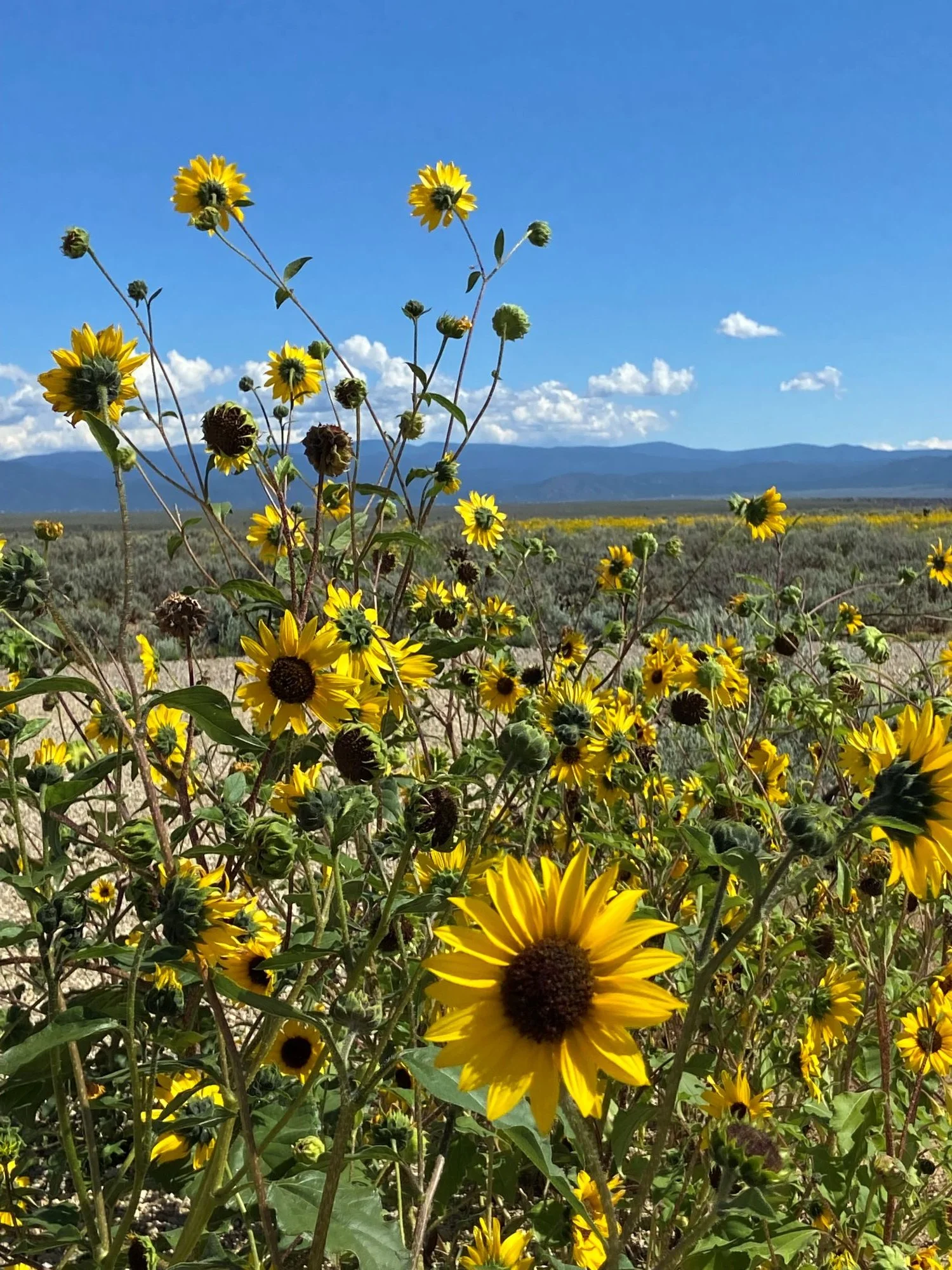 The Land shared her vision with me