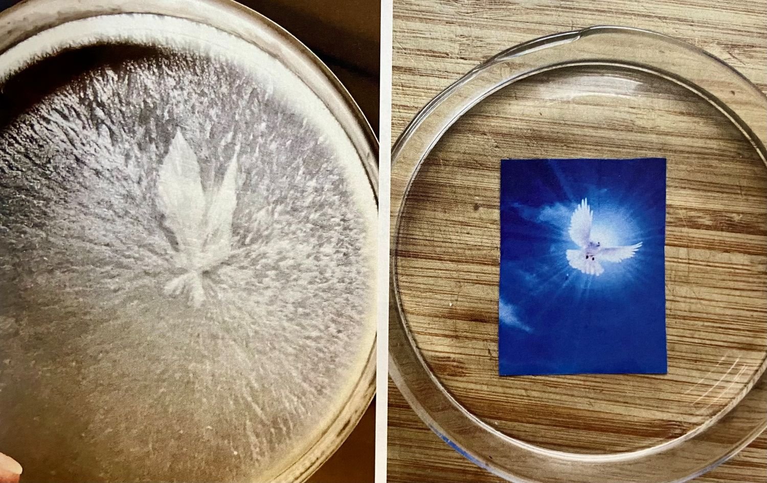 Veda Austin dove in ice