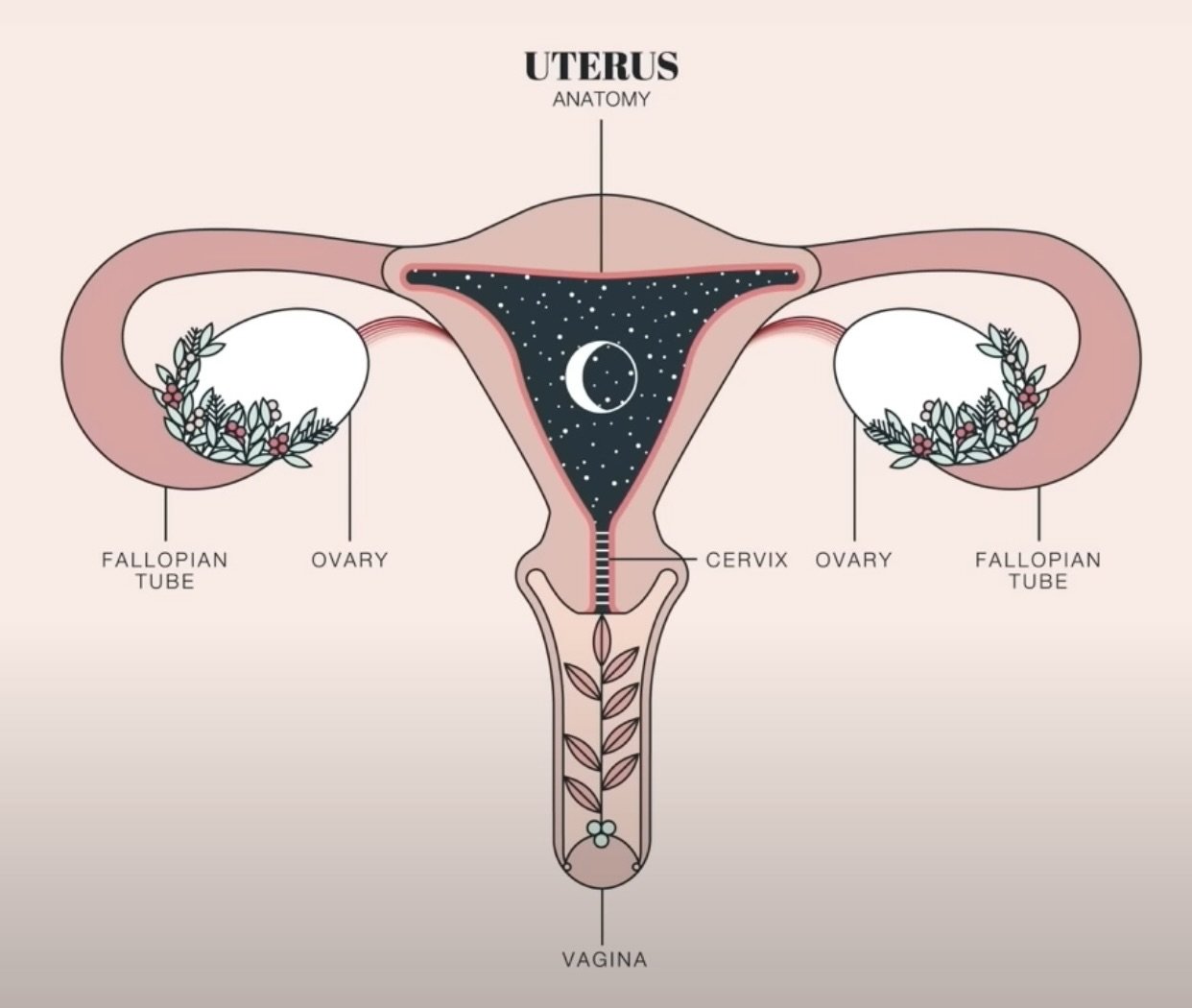 Why Your Ovaries are Amazing!
