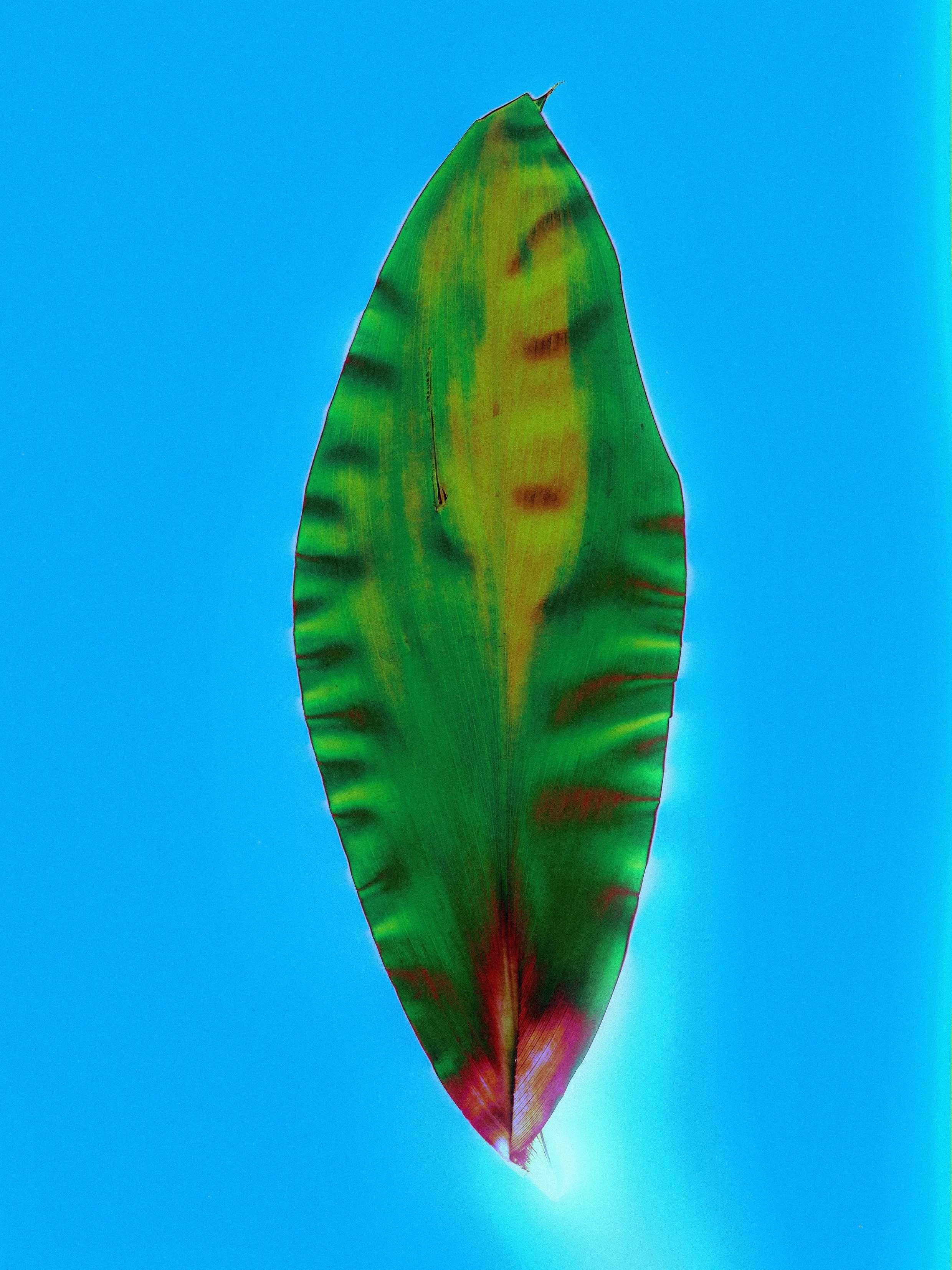 ti leaf