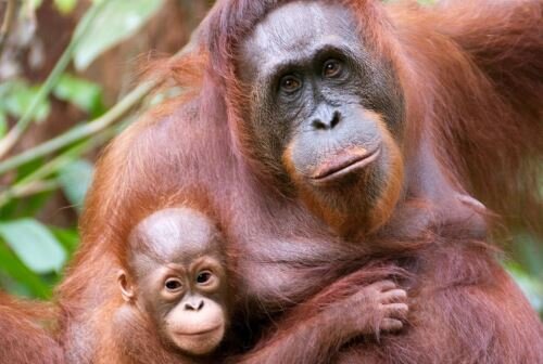 How to Pronounce Orangutan — Priestly Pointers
