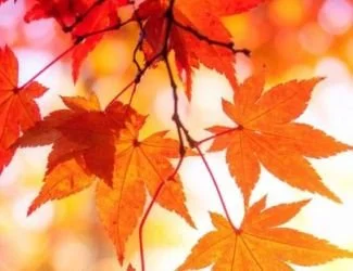 Fall or Autumn?