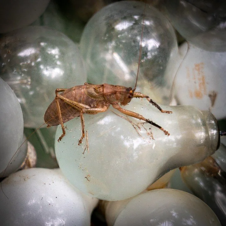Is this a grasshopper? A cricket? Whatever this creature is, it wants to know what all these lightbulbs are doing washed up on its jungle beach. I don't blame it. What the heck!⁠
⁠
For the love of the ocean and all that connects us! 🌊⁠
#washedupproject⁠
